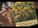 Sonbaharda Çiçek Açan Ampuller Almak Nasıl: Arizona George Davidson Ampuller Dikim Resim 4