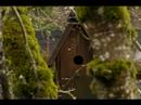 Nasıl Bahçe Pick Süslemeler Yapılır: Çekme Bahçe Kuş Evleri Yapmayı Resim 4