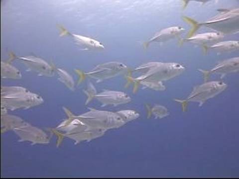 Dalgıçlık İpuçları: Karayip Balık Tanımlama: At-Göz Jack Balık Tanımlama Resim 1