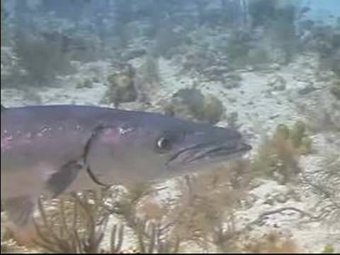 Dalgıçlık İpuçları: Karayip Balık Tanımlama: Büyük Barracuda Belirleme