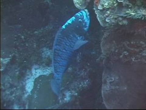 Dalgıçlık İpuçları: Karayip Balık Tanımlama: Gece Yarısı Parrotfish Belirleme