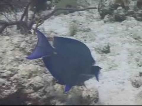 Mavi Tang Balığı Tanımlamak İçin Nasıl Tüplü Dalış İpuçları: Karayipler Balık Tanımlama : 
