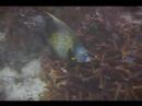 Dalgıçlık İpuçları: Karayip Balık Tanımlama: Fransız Angelfish Belirleme
