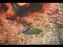 Dalgıçlık İpuçları: Karayip Balık Tanımlama: Reef Butterflyfish Belirleme