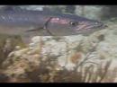 Dalgıçlık İpuçları: Karayip Balık Tanımlama: Büyük Barracuda Belirleme Resim 3