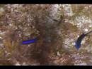 Dalgıçlık İpuçları: Karayip Balık Tanımlama: Mavi Krom Balık Tanımlama Resim 3