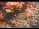 Dalgıçlık İpuçları: Karayip Balık Tanımlama: Reef Butterflyfish Belirleme Resim 3
