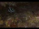 Bantlı Butterflyfish Tanımlamak İçin Nasıl Tüplü Dalış İpuçları: Karayipler Balık Tanımlama :  Resim 4