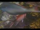 Blackbar Soldierfish Tanımlamak İçin Nasıl Tüplü Dalış İpuçları: Karayipler Balık Tanımlama :  Resim 4