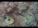 Dalgıçlık İpuçları: Karayip Balık Tanımlama: Reef Butterflyfish Belirleme Resim 4