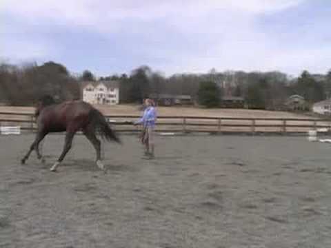 Genç Bir At İle Ön Hazırlık Eğitimi: İleriye Gitmek Ve Geri Gelmek İçin Genç Bir At Eğitim