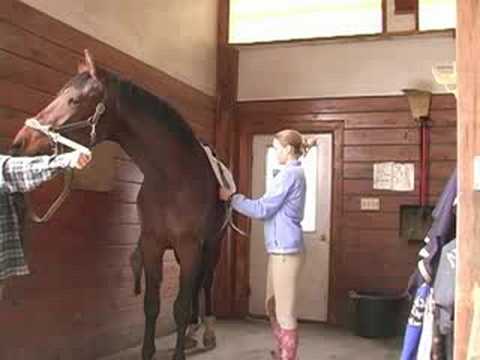 Genç Bir At İle Temel Eğitim : Genç Bir At Üzerinde Bir Sircingle Koyarak  Resim 1