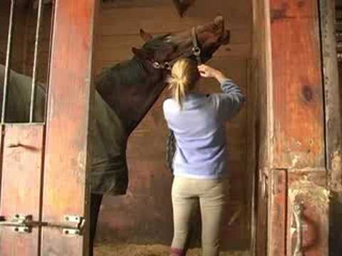 Zemin Eğitim Genç Bir At İle: İplik Üzerinde Yular Kurşun İp Bağlama İçin Kullanma Resim 1