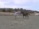 Genç Bir At İle Ön Hazırlık Eğitimi: Genç Bir At Daireye Öğretim