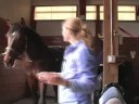 Genç Bir At İle Temel Eğitim : Genç Bir At 