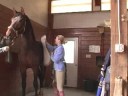 Genç Bir At İle Temel Eğitim : Genç Bir At Üzerinde Bir Sircingle Koyarak 