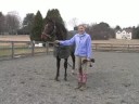 Genç Bir At İle Temel Eğitim : Soldan Bir ATI İdare 