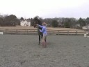 Genç Bir At İle Zemin Eğitim: Bir At Sağdan Önde Gelen