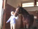 Genç Bir At İle Temel Eğitim : Genç Bir At Çapraz Bağları Ekleme  Resim 3