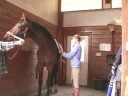 Genç Bir At İle Temel Eğitim : Genç Bir At Üzerinde Bir Sircingle Koyarak  Resim 3