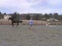 Genç Bir At İle Temel Eğitim : İleri Git Ve Geri Gelme Genç Bir At Öğretim  Resim 3