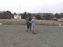 Genç Bir At İle Zemin Eğitim: Bir At Sağdan Önde Gelen Resim 3