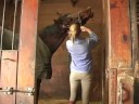 Zemin Eğitim Genç Bir At İle: İplik Üzerinde Yular Kurşun İp Bağlama İçin Kullanma Resim 3