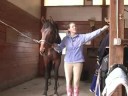 Genç Bir At İle Temel Eğitim : Bir Hamle Hattı Öğretmek İçin Kullanan Genç Bir At İçin İpe Çapraz  Resim 4