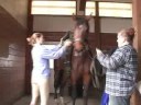 Genç Bir At İle Temel Eğitim : Genç Bir At Hazırlamak İçin Saldırır  Resim 4