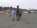 Genç Bir At İle Zemin Eğitim: Bir At Sağdan Önde Gelen Resim 4