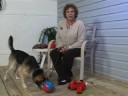 Eğitim İpuçları Köpek: Köpek Eğitim Oyuncaklar