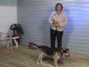 Köpek Eğitim İpuçları: Köpek Eğitim: Hugs