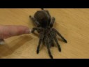 Evde Beslenen Hayvan Tarantula Bakım: Tarantula Anatomisi Resim 3