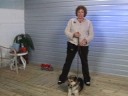 Köpek Eğitim İpuçları: Köpek Terbiye Basit Komutları Resim 4