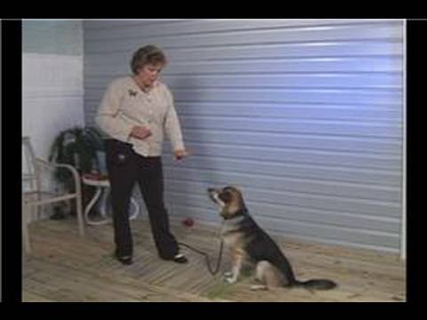 Köpek Eğitimi: Aşağı Komut: Köpek Eğitim: Aşağı El Sinyal Resim 1