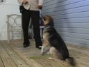 Köpek Eğitimi: Aşağı Komut: Köpek Eğitim: Aşağı El Sinyal Resim 3