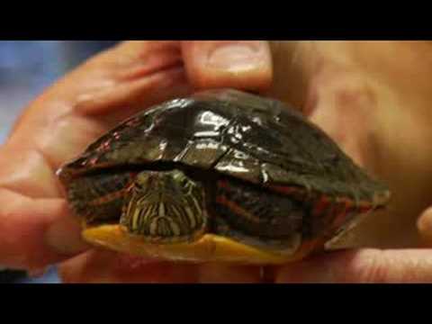 Evde Beslenen Hayvan Kaplumbağa Bakımı: Bir Kaplumbağa Davranışını Nedir? Resim 1