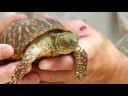 Evde Beslenen Hayvan Kaplumbağa Bakımı: Bir Kutu Kaplumbağa İçin En İyi Bakımı