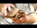 Evde Beslenen Hayvan Kaplumbağa Bakımı: Nasıl Göz Kulak Bir Arazi Kaplumbağa