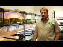 Evde Beslenen Hayvan Kaplumbağa Bakımı: Kaplumbağalar Gerçekler Resim 3