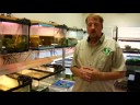 Evde Beslenen Hayvan Kaplumbağa Bakımı: Nasıl Bir Kaplumbağa Tank Temiz Resim 4