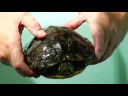 Evde Beslenen Hayvan Kaplumbağa Bakımı: Nasıl Yaş Kaplumbağaları Resim 4