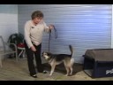 Temel Köpek Eğitimi : Köpek Eğitimi: Komut Yerine Git 