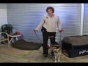 Temel Köpek Eğitimi : Köpek Eğitimi: Uzaktan Otur Komutu