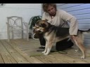 Temel Köpek Eğitim: Köpek Eğitim: Dur Komutu Resim 3