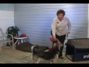 Temel Köpek Eğitimi : Köpek Eğitimi: Hareket Anahtarı Bırakın  Resim 3