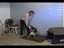 Temel Köpek Eğitimi : Köpek Eğitimi: Komut Yerine Git  Resim 4