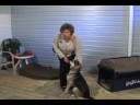 Temel Köpek Eğitimi : Köpek Eğitimi: Uzaktan Otur Komutu Resim 4