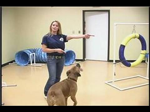 Köpek Çeviklik Egzersizleri: Köpek Çeviklik Eğitim: Ön Çapraz Resim 1