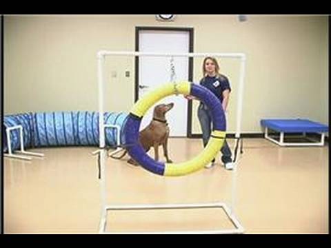 Köpek Çeviklik Egzersizleri: Köpek Eğitim Engeller: Lastik Resim 1